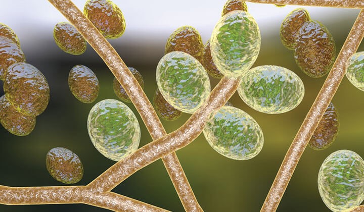 Candida albicans unter dem Mikroskop Der Candida albicans ist eigentlich harmlos