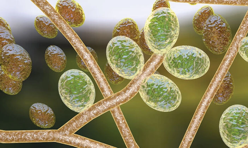 3D Modell vom Candida albicans Candida albicans als Auslöser für Hautpilz